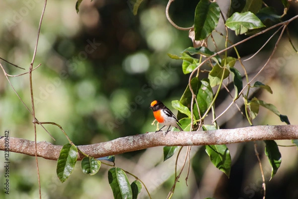 Obraz Red-Capped Robin Perched on a Branch with Lush Greenery