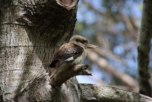 Obraz Kookaburra Perched on a Branch: A Classic Australian Icon