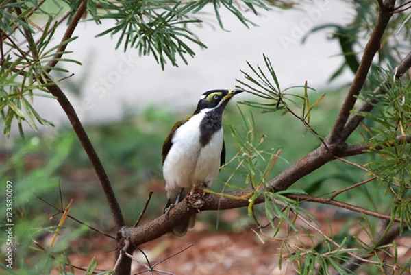 Obraz Striking Blue-Faced Honeyeater with Yellow Wattle Perched on a Branch