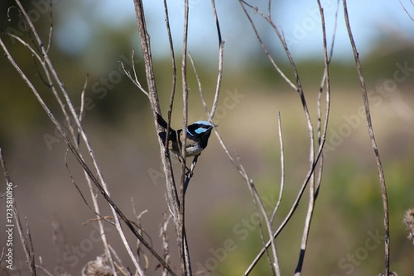 Obraz Vibrant Blue Fairy-wren Perched on a Slender Branch