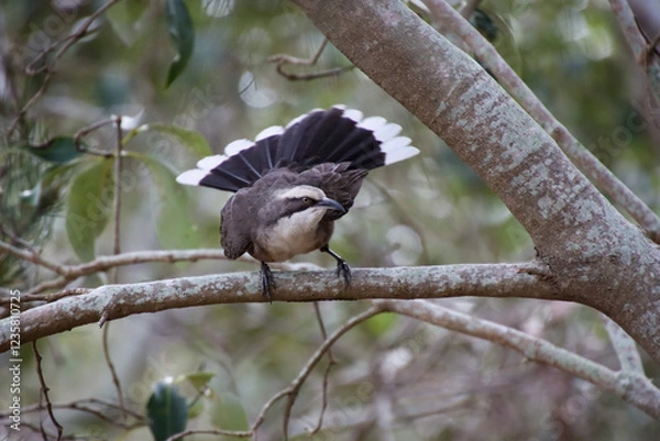 Obraz Grey-Crowned Babbler with Striking Black and White Tail Display