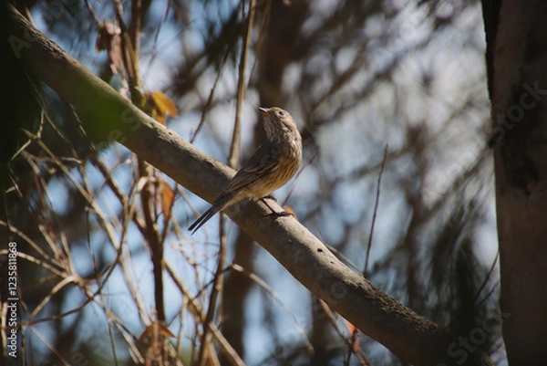 Obraz A female Rufous Whistler perched on a branch in the sunlight