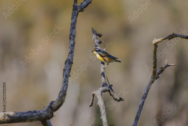 Obraz A Striated Pardalote perched on a bare branch