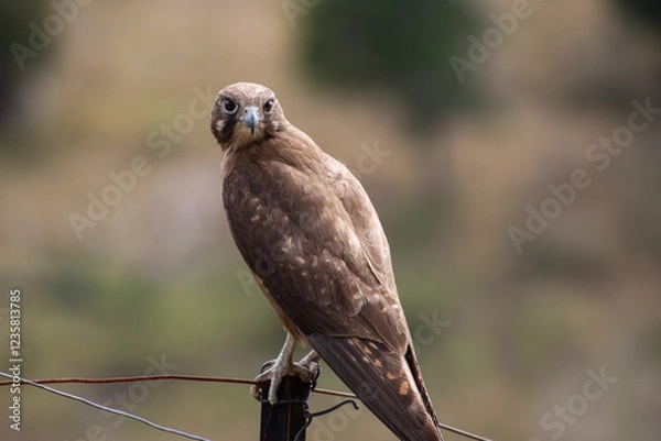 Obraz A Brown Falcon perched on a fence post