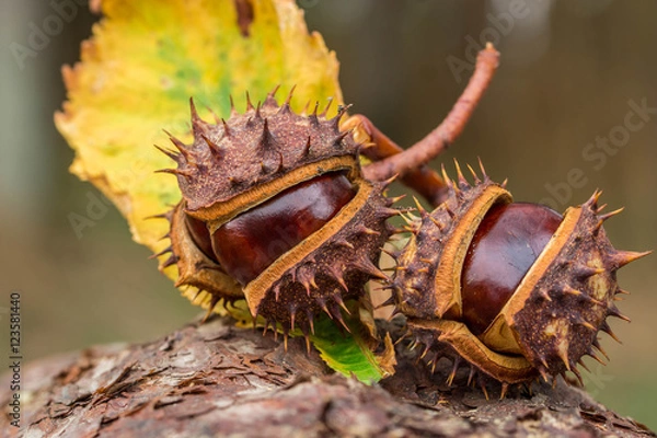 Obraz Herbstdeko Kastanien
