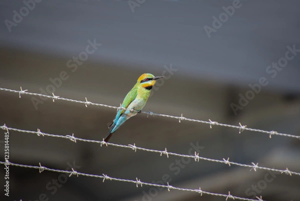 Obraz A Rainbow Bee-eater perched on a barbed wire fence