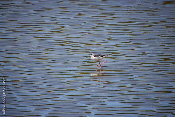 Obraz A Pied Stilt wading in shallow water