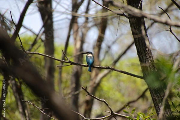 Obraz A vibrant blue kingfisher perched on a branch in a forest setting
