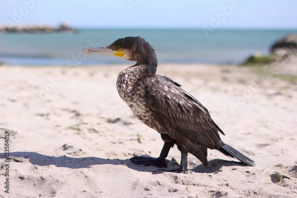 Obraz Cormorant on the beach