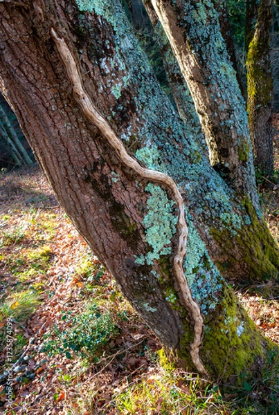 Obraz Serpent végétal lierre