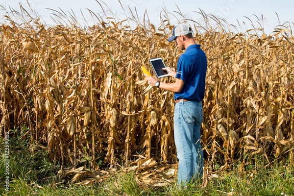 Fototapeta Farmer Inspecting Corn FIeld