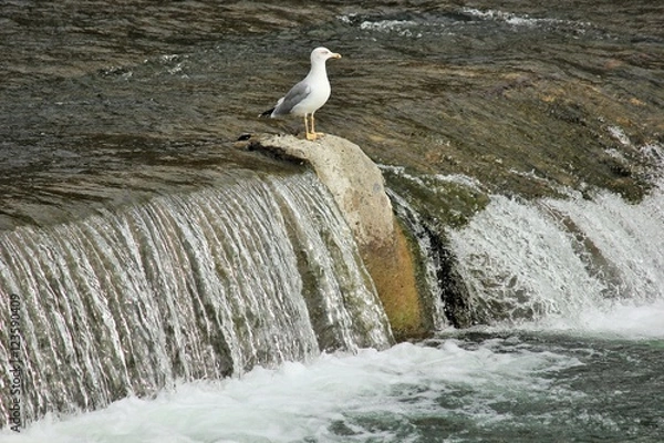 Fototapeta Чайки на реке ловят рыбу