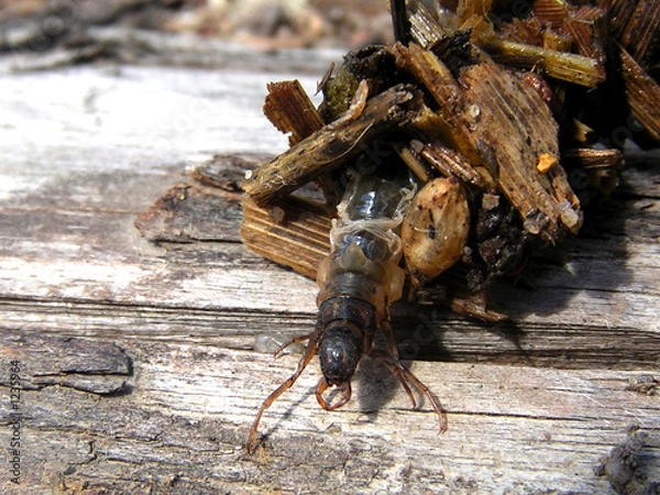 Obraz water bag  caddis flies  trichoptera