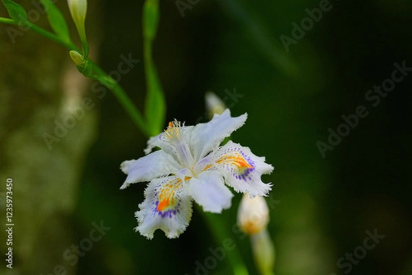 Fototapeta シャガ