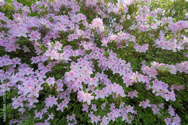 Fototapeta ツツジ

