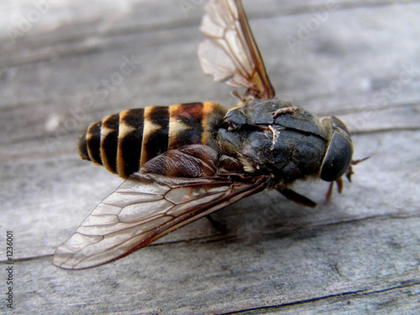 Obraz gad-fly   isect   fly