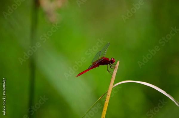 Obraz 赤とんぼ