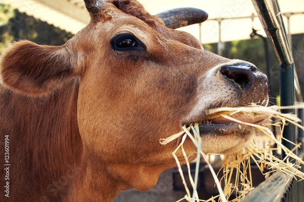 Obraz Cow eating hay