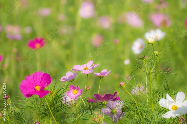 Obraz コスモス/見沼コスモス畑