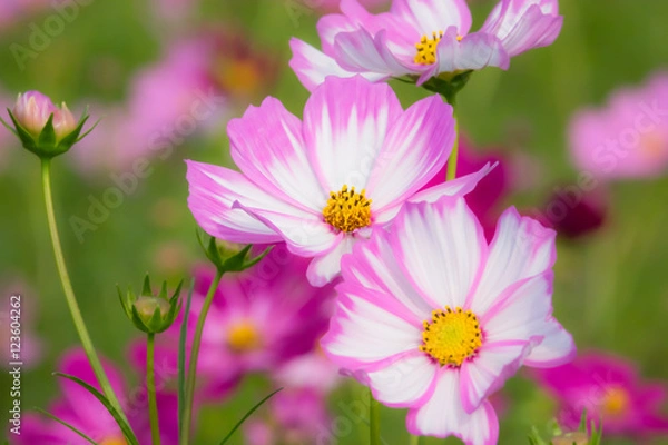 Obraz コスモス/見沼コスモス畑