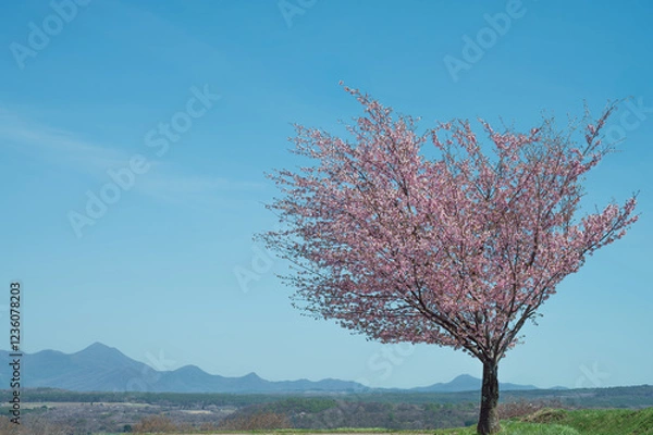 Fototapeta 青空に映える１本の桜
