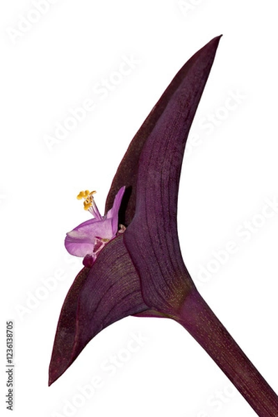 Obraz isolated flower of a tradescantia pallida, png image
