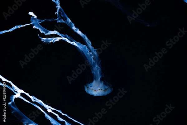 Obraz 검은 물 속을 헤엄치는 푸른색 해파리