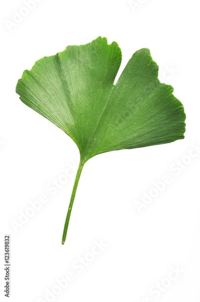 Obraz Ginkgo Biloba