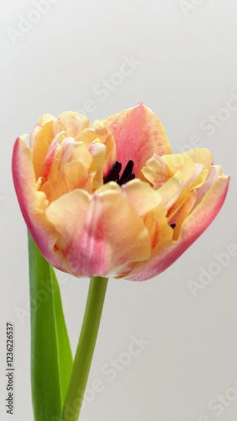 Fototapeta 赤色と黄色の複色チューリップ