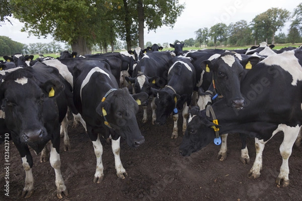 Fototapeta black and white cows in field between oak trees in the netherlan