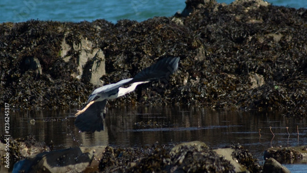 Obraz Grey Heron in Flight