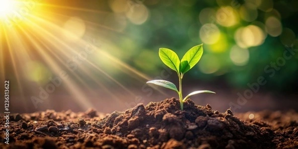 Fototapeta A single sprout emerges from the rich, dark soil, bathed in the warm glow of the rising sun, symbolizing new life and growth.