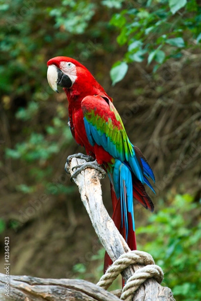 Obraz Red ara macaw