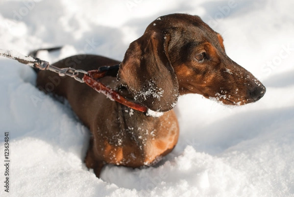 Obraz Young small dachshund is in snow. It looks forward