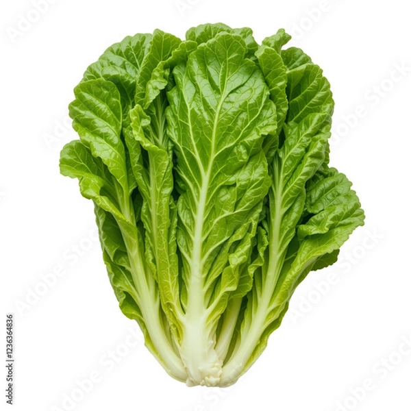 Obraz lettuce isolated on white background