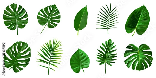 Fototapeta Tropical monstera palm and tropical plant leaves, isolated on white background, laid out in flat lay style, ideal for design inspiration, offering a natural look for projects like botanical designs or