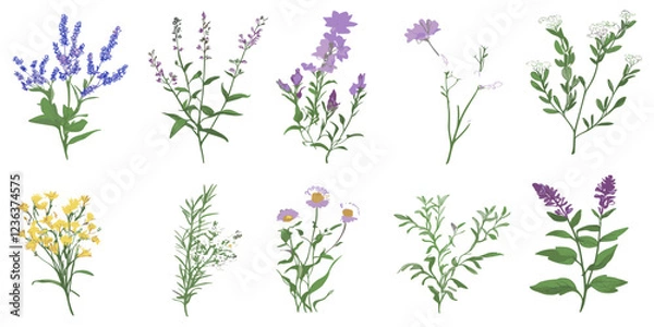 Obraz Hand-drawn vector illustration of beautiful wild meadow herbs, herbaceous flowering plants, and blooming flowers, in vibrant colors on a white background.