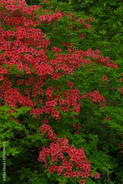 Fototapeta ツツジ