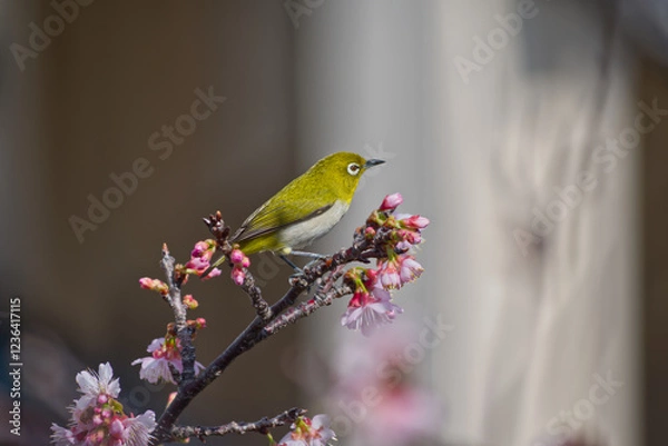 Obraz 鶯の鳴き声