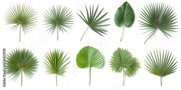 Fototapeta A collection of green leaves with varying shapes and sizes. The leaves are arranged in a row, with some overlapping and others standing alone