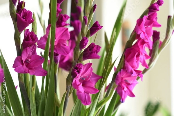 Obraz Flower gladiolus on a green background 2
