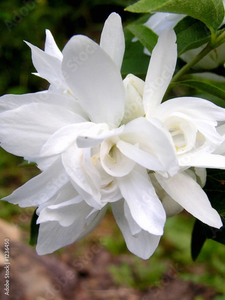Obraz jasmin   jasmine   flower