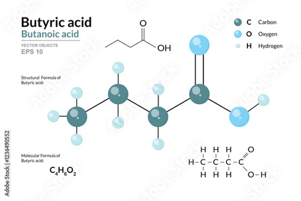 Fototapeta Butyric Acid. Butanoic Acid. Structural Chemical Formula and 3d Model of Molecule. C4H8O2. Atoms with Color Coding. Vector Graphic Illustration for Educational Materials, Scientific Articles