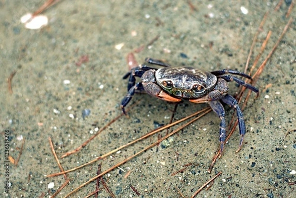 Fototapeta A freshwater crab crossing a sandy path near a mountain river