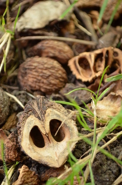 Fototapeta Inside of black walnuts on ground