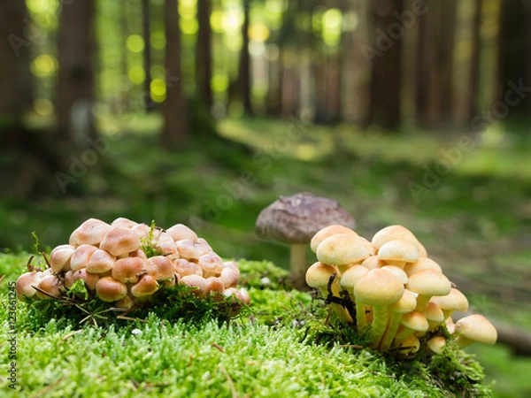 Obraz Pilze im Herbstwald