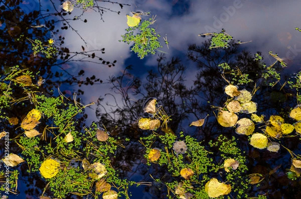 Obraz In The Autumn Forest