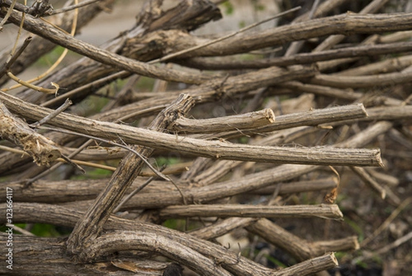 Obraz Старый сухой куст ветки. Старо ещё дерево ветки размытый фон