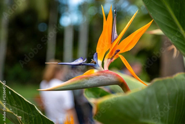 Obraz Abeja en Strelitzia reginae