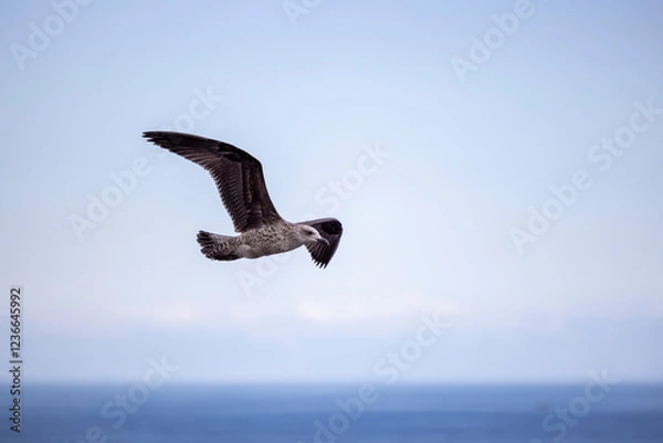 Obraz Gaviota volando